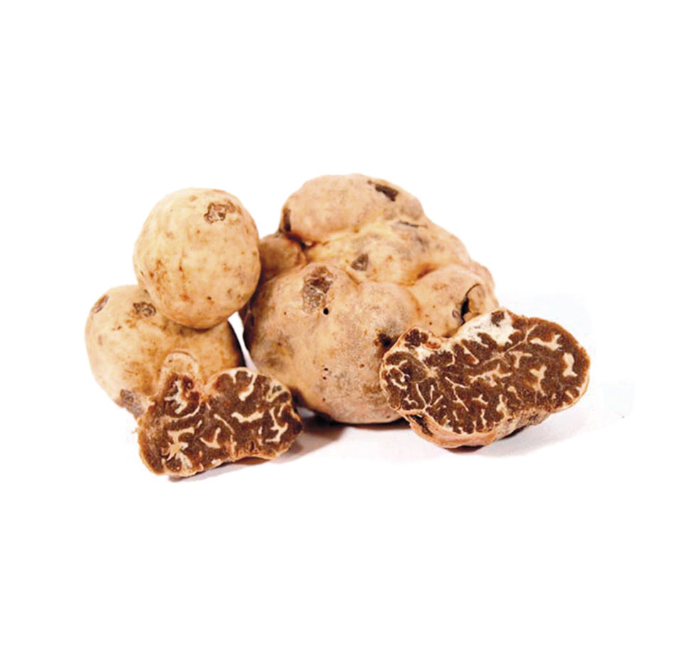 tartufo_bianchetto