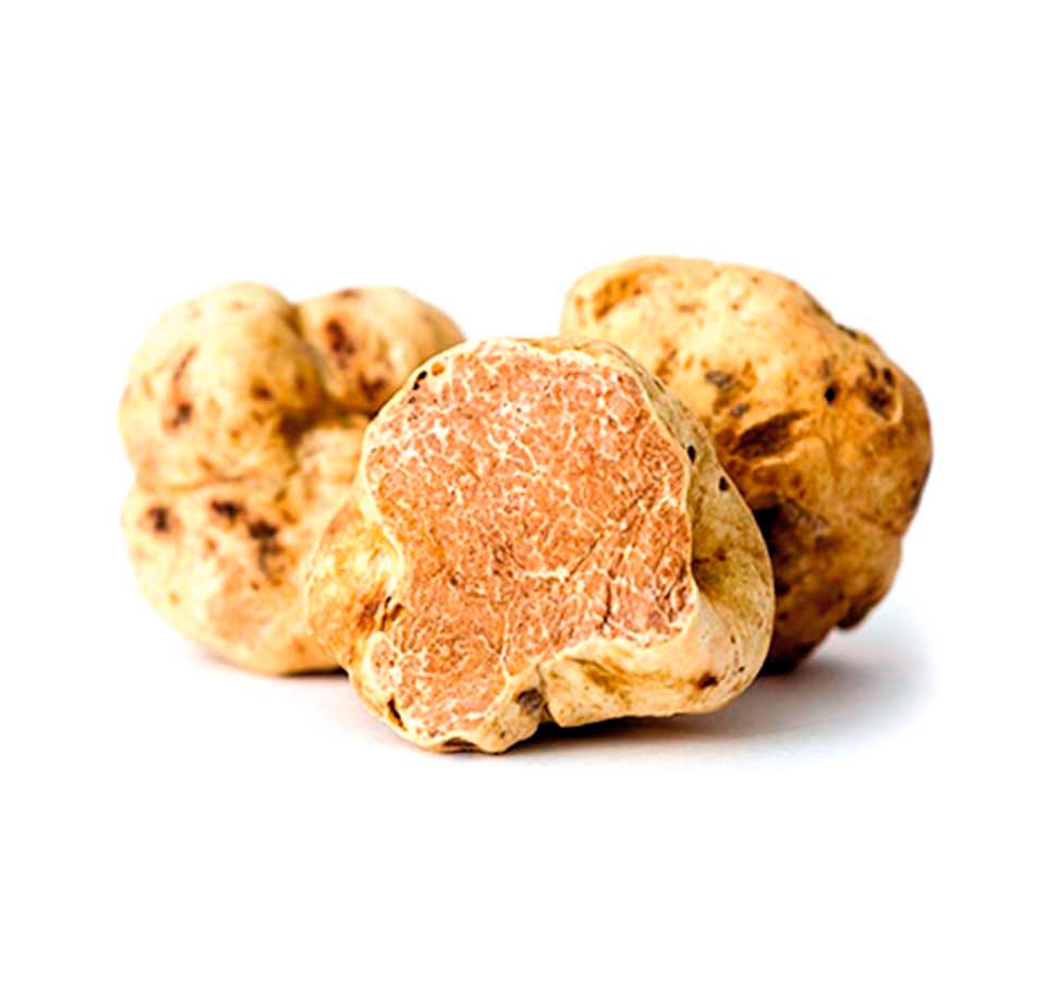 tartufo_bianco